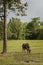 Thailand buffalo in green field countryside