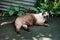 Thailand Cat lethargic.Siam cat sit on cement floor.