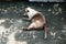 Thailand Cat lethargic.Siam cat sit on cement floor