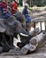 Thailand, Chiang Mai, asian elephants