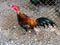 Thailand chickens were fed at temples