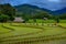 Thailand farmers rice planting working on the field.