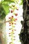 Thailand flowers - Barringtonia racemosa