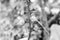 Thailand flowers - Barringtonia racemosa monochrome concept