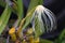 Thailand forest orchid flower, The Medusa`s Bulbophyllum Bulbop