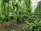 thailand green  nephrolepis cordifolia iopburi fern