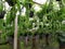 thailand green scott nephrolepis cordifolia fern