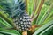 THAILAND KRABI AO NANG RAILAY PINEAPPLE