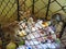 Thailand. Krabi - February 19, 2019: Family of Wild Monkeys Looking For Food In A Garbage Can cage. Ecology problems