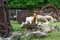 Thailand live stock, sheep, goat and cattle on a field farm at P