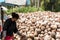 Thailand local workers peeling many coconuts from the farm on Island Koh Phangan piles of nuts with a spearhead knife