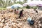 Thailand local workers peeling many coconuts from the farm on Island Koh Phangan piles of nuts with a spearhead knife