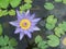 Thailand lotus