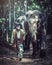 Thailand The mahout man and elephant in wild this is lifestyle of people in Surin province Thailand