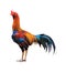 Thailand male chicken , red rooster