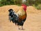 Thailand male chicken rooster