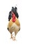 Thailand male chicken rooster isolated