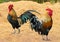 Thailand male chicken rooster isolated