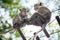 Thailand monkeys family sitting together