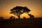 Thailand Nature of elephants silhouette under tree and mahout