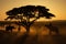 Thailand Nature of elephants silhouette under tree and mahout