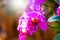 Thailand. orchids purple