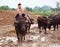 Thailand Rural Traditional Scene, Thai farmer shepherd boy is riding a buffalo, tending buffaloes herd to go back farmhouse.