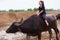 Thailand Rural Traditional Scene, Thai farmer shepherd girl is r