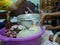 Thailand`s local seasonal crops being given to the elders for paying respect during Songkran festival - Rod Nam Dam Hua ceremony