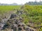 Thailand`s paddy fields with transplanted seedlings and man-made walking path