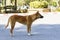 Thailand street dog standing on asphalt field