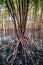 Thailand tropical mangrove swamp forest with exotic tree