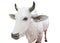 Thailand white cow statue isolated