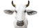 Thailand white cow statue isolated