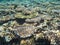 Thalassoma hardwicke or Sixbar wrasse or six-banded wrasse over shelf of coral at the north of Ishigak