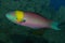 Thalassoma lucasanum - Cortez Rainbow Wrasse