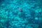 Thalassoma purpureum or surge wrasse in blue water of Red sea