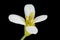 Thale Cress Arabidopsis thaliana. Flower Closeup