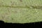 Thale Cress (Arabidopsis thaliana). Leaf Detail Closeup