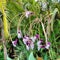 Thalia geniculata, aka swamp lily, in Singapore