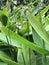 Thalia geniculata or Alligator flag or Bent alligator-flag or Fire-flag or Arrowroot flower.