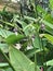 Thalia geniculata or Alligator flag or Bent alligator-flag or Fire-flag or Arrowroot flower.