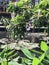 Thalia geniculata or Alligator flag or Bent alligator-flag or Water canna or Arrowroot flower.
