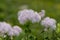 Thalictrum aquilegiifolium siberian columbine meadow-rue pink flowers in bloom, wild alpine flowering plant