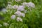 Thalictrum aquilegiifolium siberian columbine meadow-rue pink flowers in bloom, wild alpine flowering plant