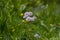 Thalictrum aquilegiifolium siberian columbine meadow-rue pink flowers in bloom, wild alpine flowering plant