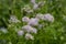 Thalictrum aquilegiifolium siberian columbine meadow-rue pink flowers in bloom, wild alpine flowering plant