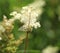 Thalictrum flavum