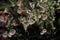 Thallus and apothecium of cup lichen