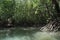 Tham Lod small grotto cave mangrove tree jungle swamp in Phang Nga bay, Thailand